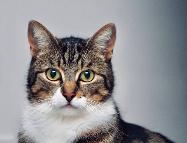 Mengenal Umur Kucing: Berapa Lama Kucing Peliharaan Dapat Hidup?